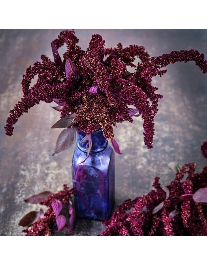 Baker Creek Seeds Amaranth Seeds, Hopi Red Dye