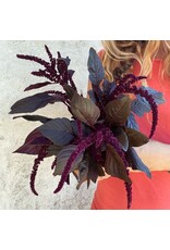Baker Creek Seeds Amaranth Seeds, Hopi Red Dye