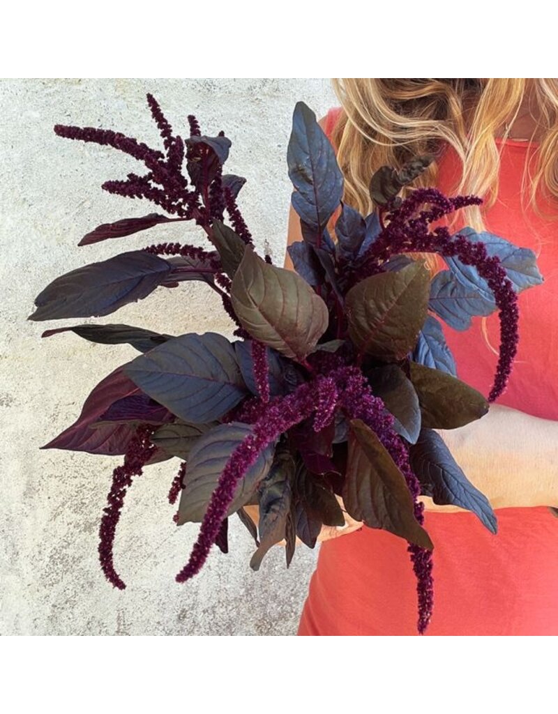 Baker Creek Seeds Amaranth Seeds, Hopi Red Dye