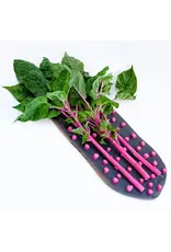 Baker Creek Seeds Amaranth Seeds, Pink Beauty