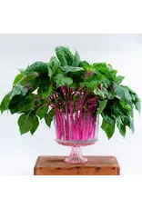 Baker Creek Seeds Amaranth Seeds, Pink Beauty