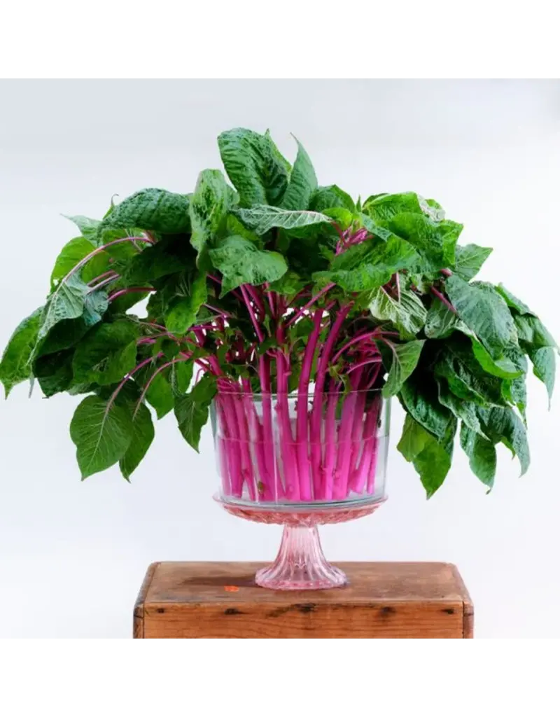 Baker Creek Seeds Amaranth Seeds, Pink Beauty