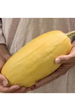 Baker Creek Seeds Warsaw Pasta Squash