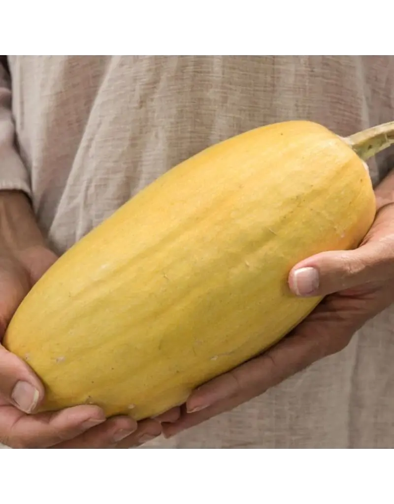 Baker Creek Seeds Warsaw Pasta Squash