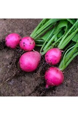 Baker Creek Seeds Radish, Pink Dawn (Jurtzenka)