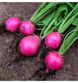 Baker Creek Seeds Radish, Pink Dawn (Jurtzenka)