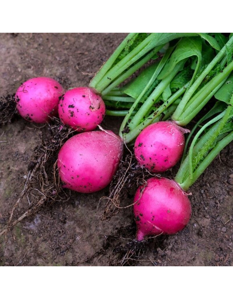 Baker Creek Seeds Radish, Pink Dawn (Jurtzenka)
