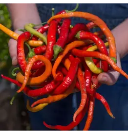 Baker Creek Seeds Sweet Pepper, Corbaci