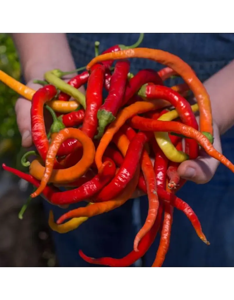 Baker Creek Seeds  Sweet Pepper, Corbaci