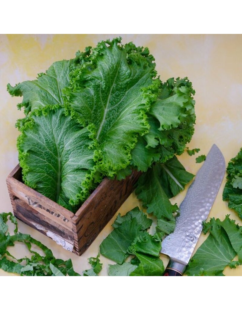 Baker Creek Seeds Mustard, Green Wave