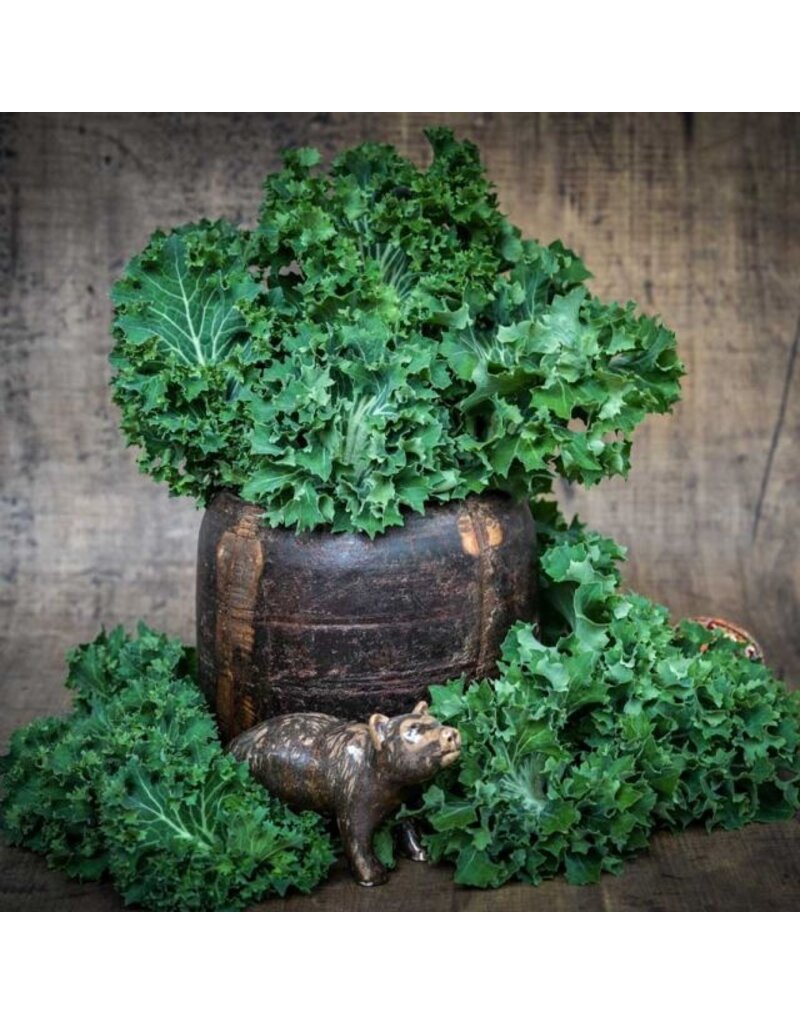 Baker Creek Seeds Kale,Dwarf Siberian