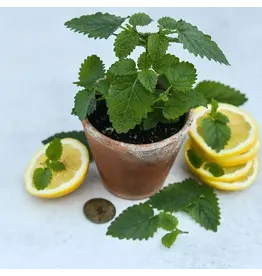 Baker Creek Seeds Lemon Balm, Limoncello