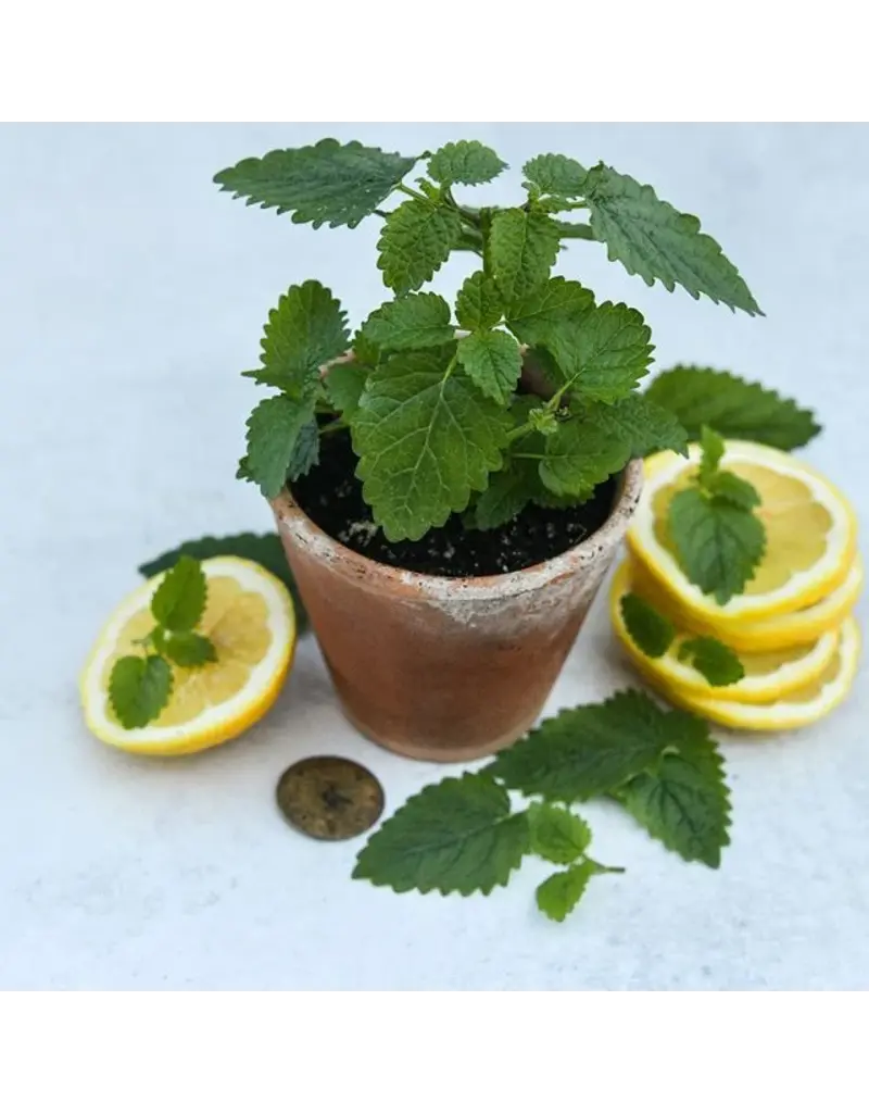 Baker Creek Seeds Lemon Balm, Limoncello