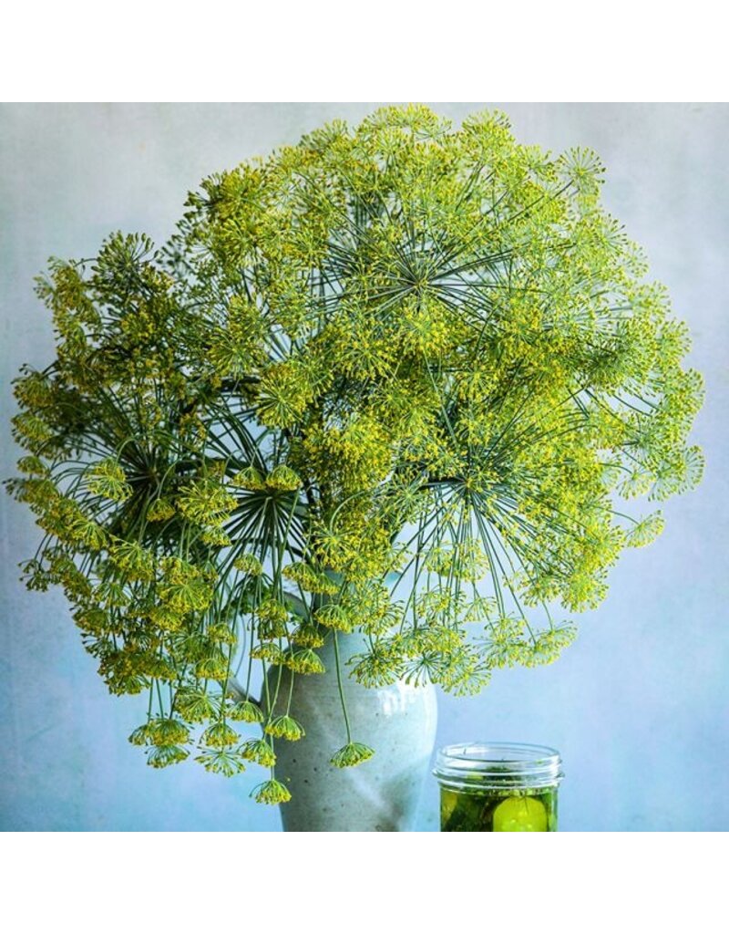 Baker Creek Seeds Dill, Bouquet
