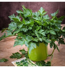 Baker Creek Seeds Parsley, giant of  italy  (Baker Creek)
