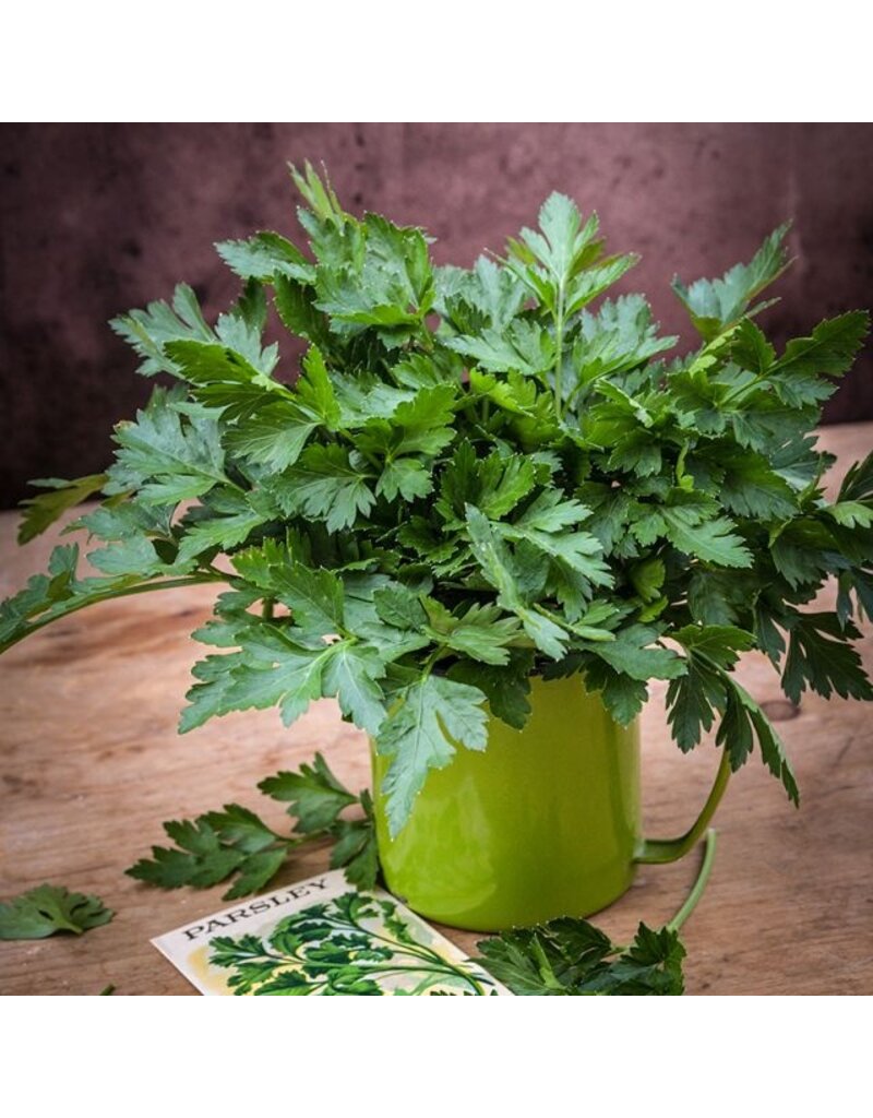 Baker Creek Seeds Parsley, Giant of Italy