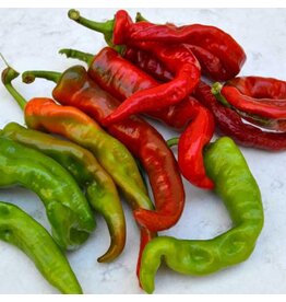 Seed Saver's Exchange Hot Pepper, Maule's Red Hot