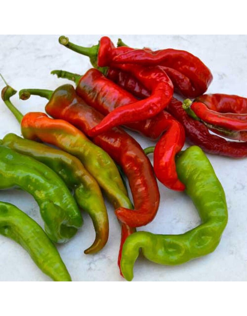 Seed Saver's Exchange Hot Pepper, Maule's Red Hot