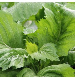 Seed Saver's Exchange Mustard, Caroline Broadleaf (organic)