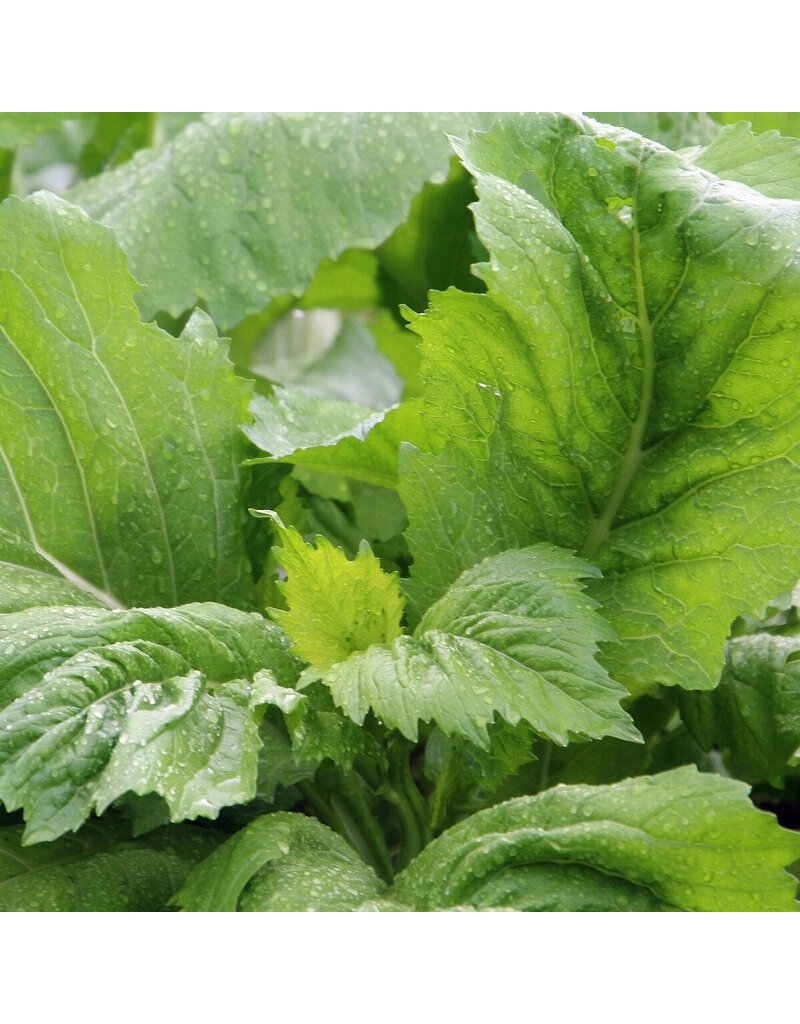 Seed Saver's Exchange Mustard, Caroline Broadleaf (organic)