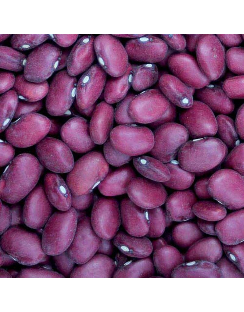 Seed Saver's Exchange Bean, Hidatsa Red