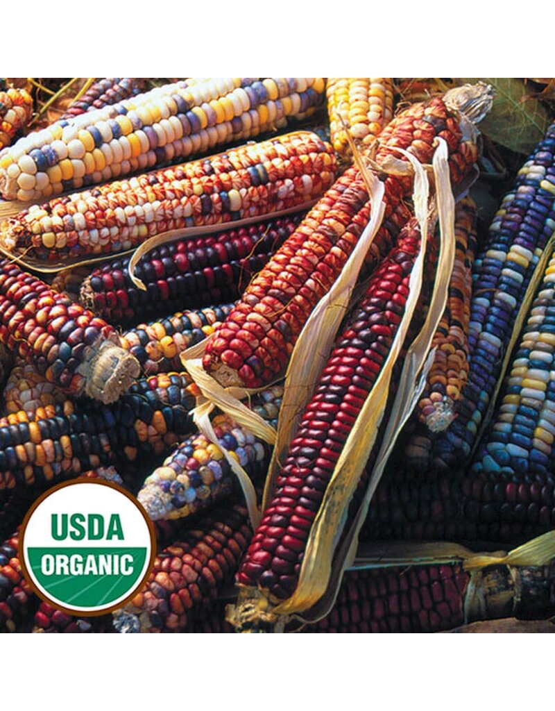 Seed Saver's Exchange Corn, Mandan Bride (organic)