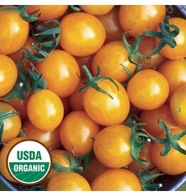 Seed Saver's Exchange Tomato, Blondkopfchen