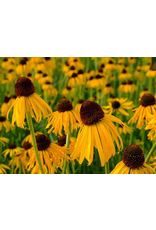 Baker Creek Seeds Echinacea, Ozark Yellow Coneflower