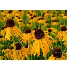 Baker Creek Seeds Echinacea, Ozark Yellow Coneflower