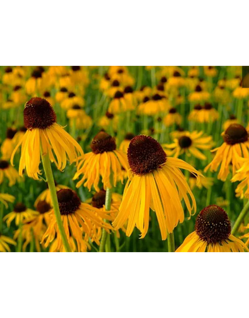 Baker Creek Seeds Echinacea, Ozark Yellow Coneflower