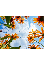 Baker Creek Seeds Echinacea, Ozark Yellow Coneflower