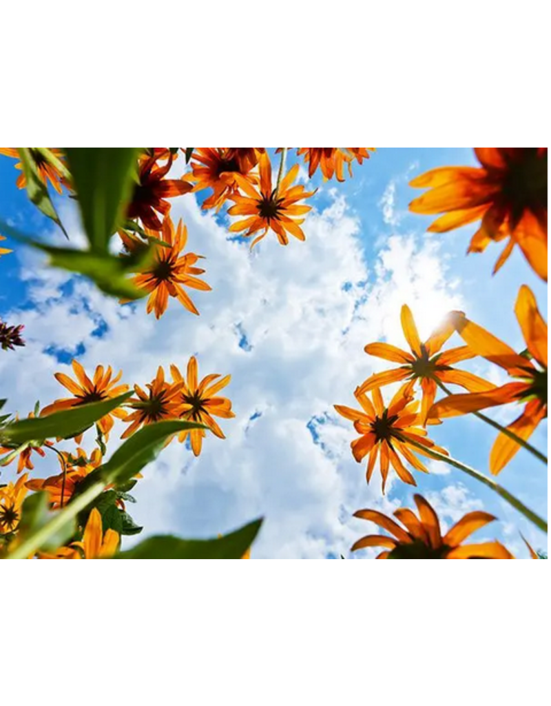 Baker Creek Seeds Echinacea, Ozark Yellow Coneflower