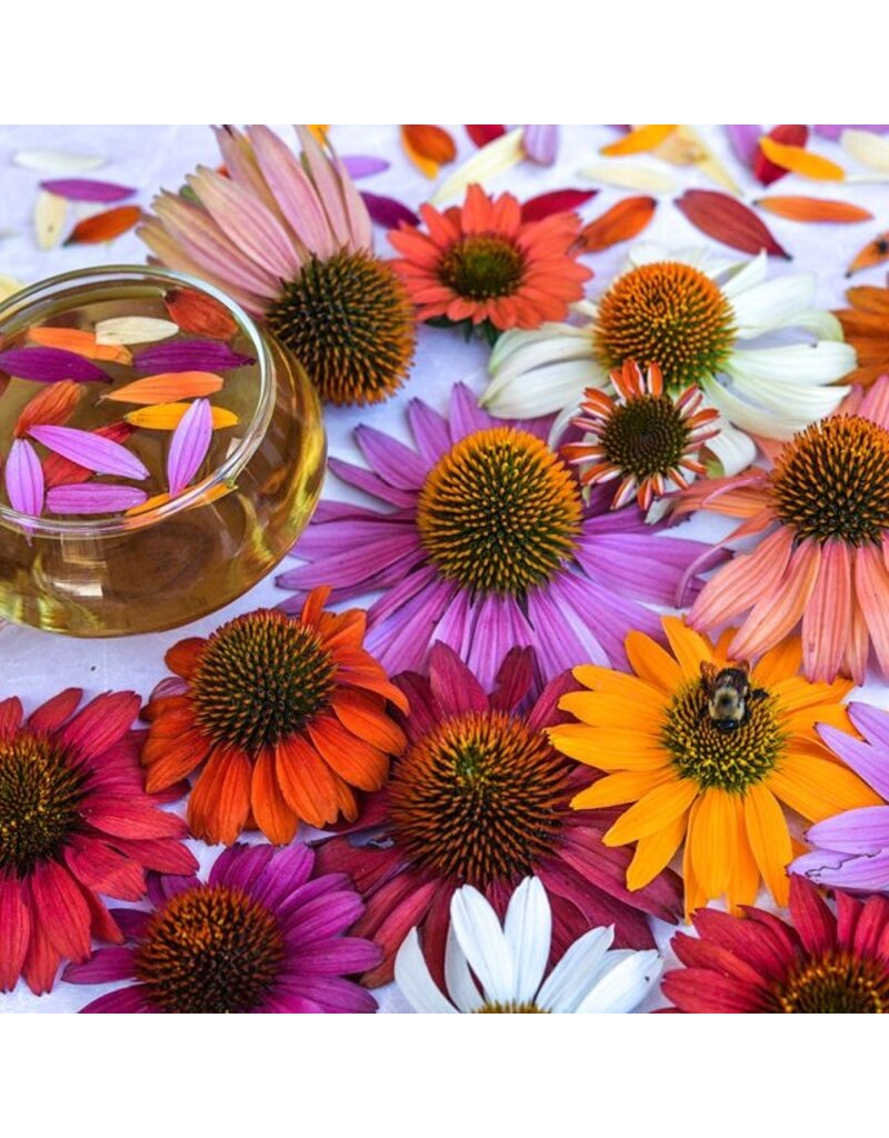Baker Creek Seeds Echinacea, Paradiso Mix