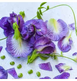 Baker Creek Seeds Butterfly Pea, Lavender Queen