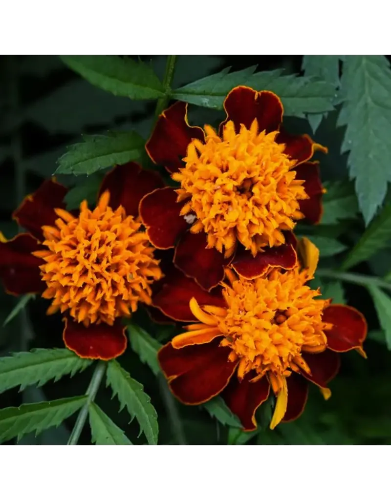 Baker Creek Seeds Marigold, Orange Flame