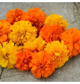 Baker Creek Seeds Marigold, Crackerjack mix
