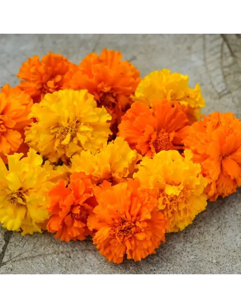 Baker Creek Seeds Marigold, Crackerjack mix
