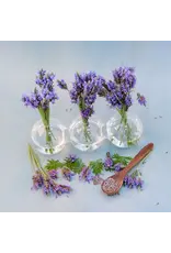 Baker Creek Seeds Lavender, Torch Blue