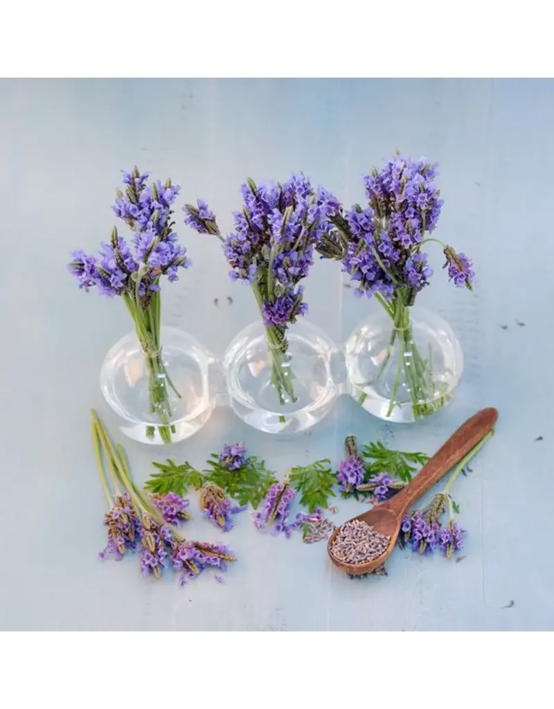 Baker Creek Seeds Lavender, Torch Blue