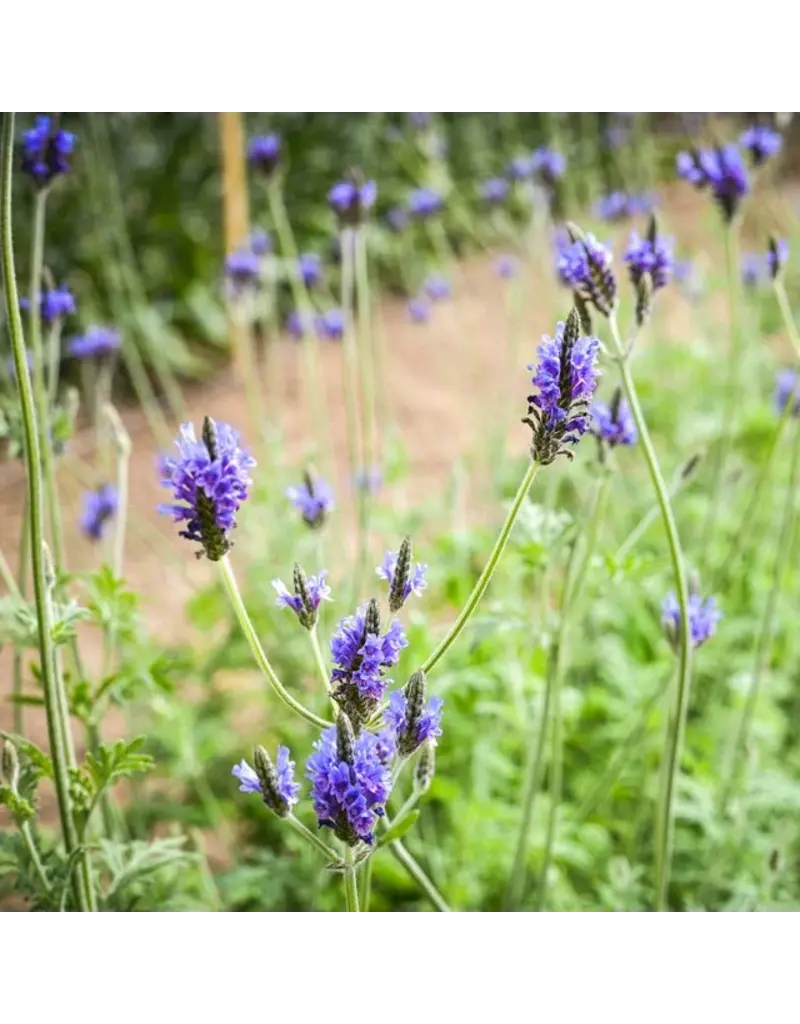 Baker Creek Seeds Lavender, Torch Blue