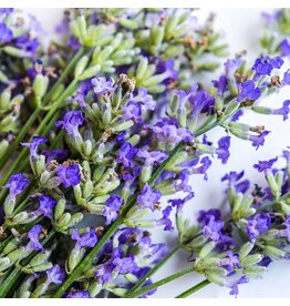 Baker Creek Seeds Lavender, Munstead Strain