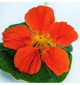 Baker Creek Seeds Nasturtium Seeds, Tangerine