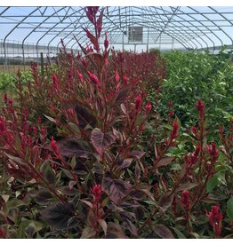 Seed Saver's Exchange Himalayan Celosia Amaranth (organic)
