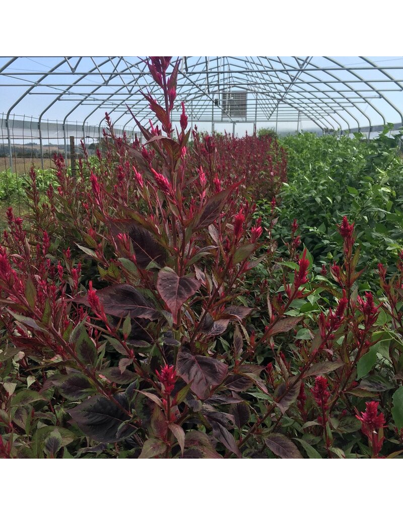 Seed Saver's Exchange Himalayan Celosia  (organic)