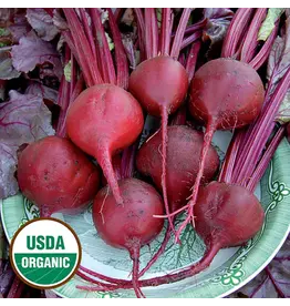 Seed Saver's Exchange Beet, Bull's Blood