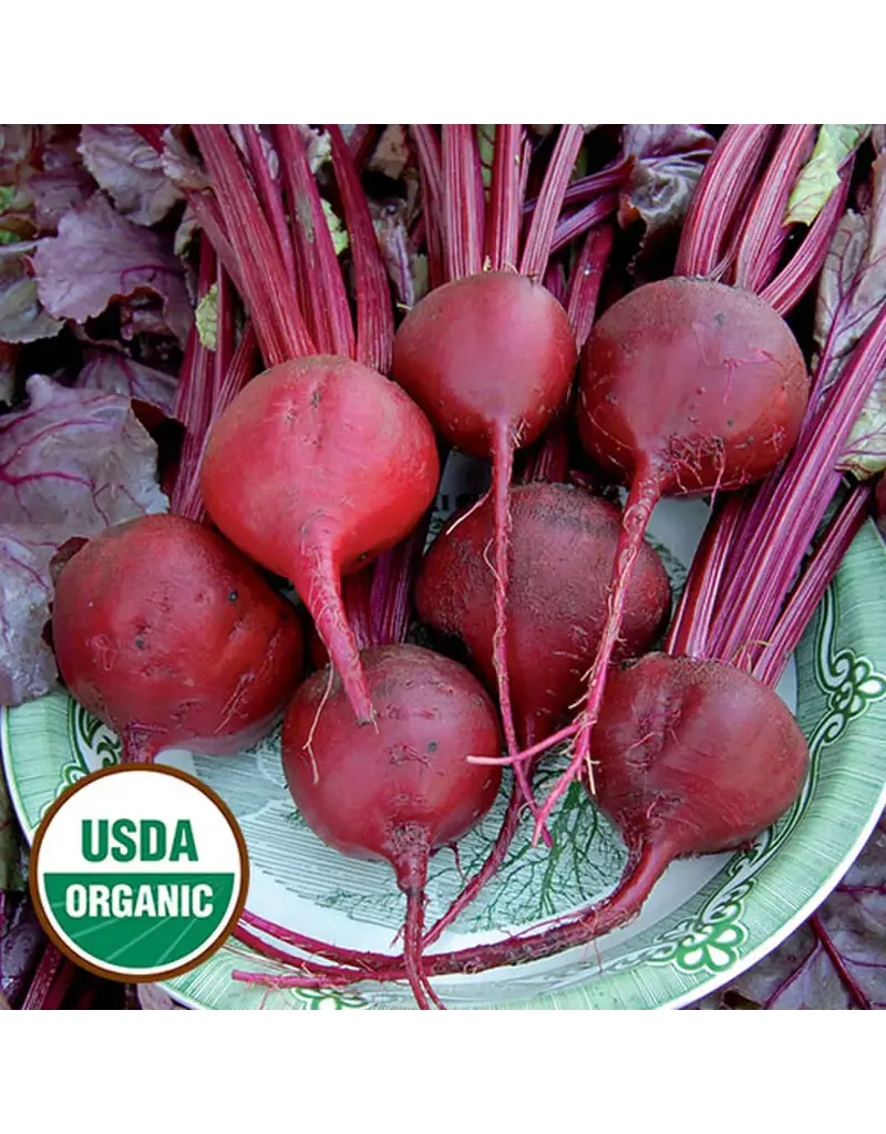 Seed Saver's Exchange Beet, Bull's Blood