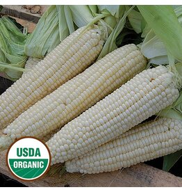 Seed Saver's Exchange Corn, Stowell's Evergreen