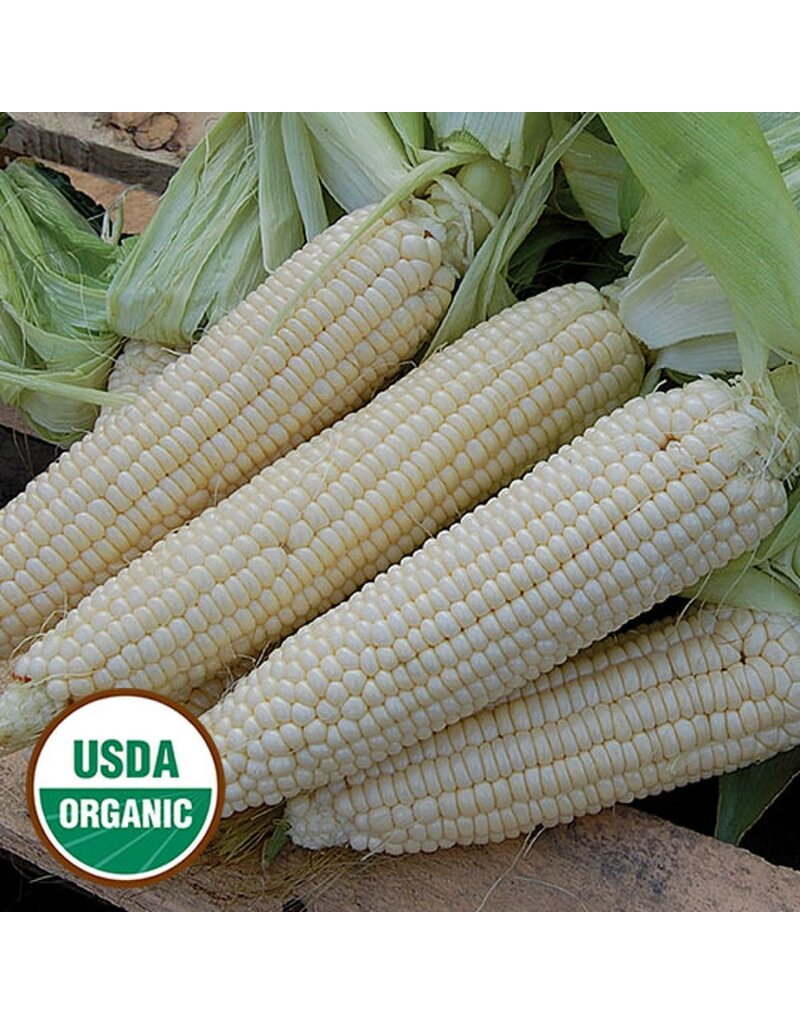 Seed Saver's Exchange Corn, Stowell's Evergreen