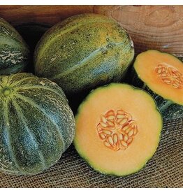 Seed Saver's Exchange Emerald Gem Melon (organic)