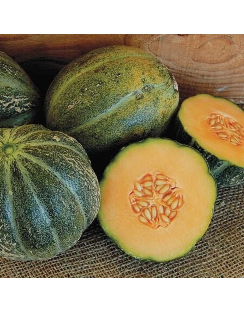 Seed Saver's Exchange Emerald Gem Melon (organic)